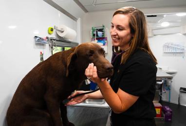 Veterinarian, Paige Vaugh, checking vitals of a dog in her mobile vet clinic